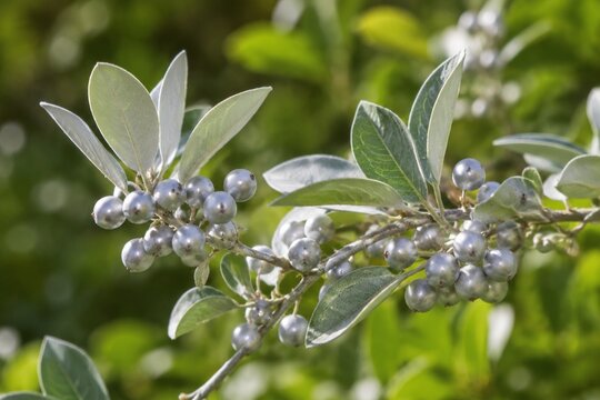 Close-up of silverberry branches with silvery leaves and pearl-like berries.
