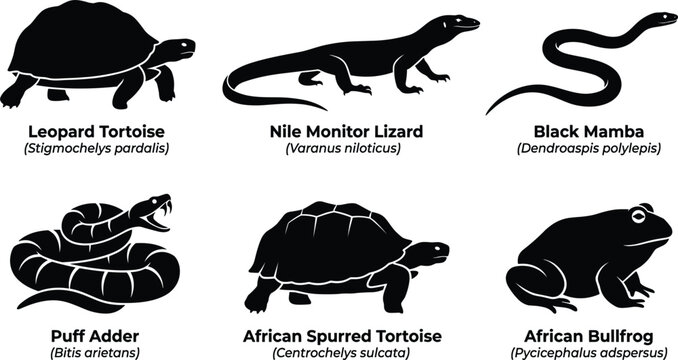 African Reptiles and Amphibians Silhouette Vector Set Featuring Leopard Tortoise Nile Monitor Lizard Black Mamba Puff Adder and Bullfrog Icons