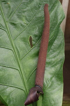 Anthurium spadix