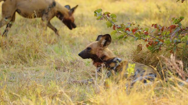 Slow-motion footage of a Wild Dog (Lycaon pictus) sprinting through the savannah of Botswana, showcasing its incredible speed and agility. 