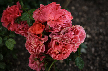 Fototapeta premium A cluster of dark pink roses, glistening with fresh raindrops, blooms beautifully against a dark, earthy background.
