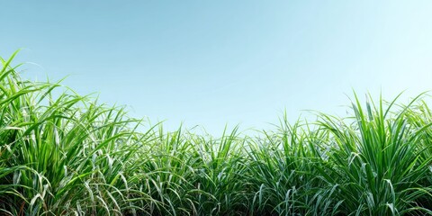 Obraz premium Green sugarcane field against clear blue sky agriculture concept
