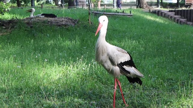 White stork looking around and walking on green grass, while its mate is seen brooding on a straw nest in the background at Margaret Island in Budapest.