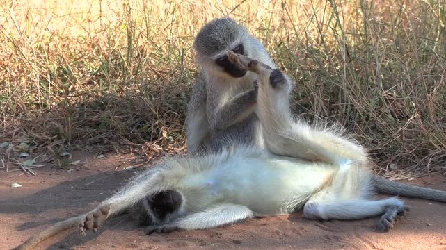 A vervet monkey lies on his side in a funny, laidback posture while another monkey carefully grooms his feet, showcasing adorable social behaviour.