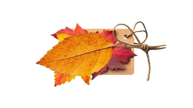 Autumn leaves attached to a blank cardboard shipping tag serve as a versatile seasonal marketing mockup for retail businesses looking to display promotional messages or pricing information.