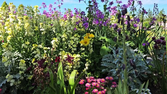 Close up flower garden in many colors.