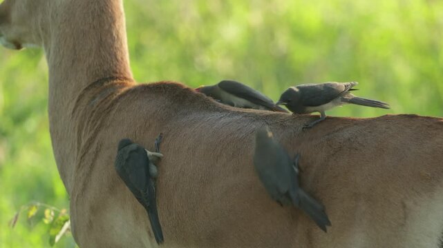 Closeup of four red-billed oxpecker birds feeding on parasites while sitting on an impala antelope's back, Kruger National Park, South Africa.