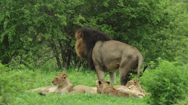 A cute lion cubs walks over its mother's belly before suckling while two more cubs are lying close to the female and a dark-maned male lion is scratching the ground with his hind legs, Kruger Park.