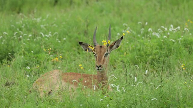 A young impala ram lies peacefully in tall green grass, calmly chewing the cud before suddenly turning its head and looking alert toward something in the distance. Kruger National Park, South Africa.