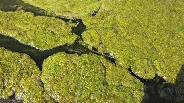 Green Algae floating on stagnant fountain water.
