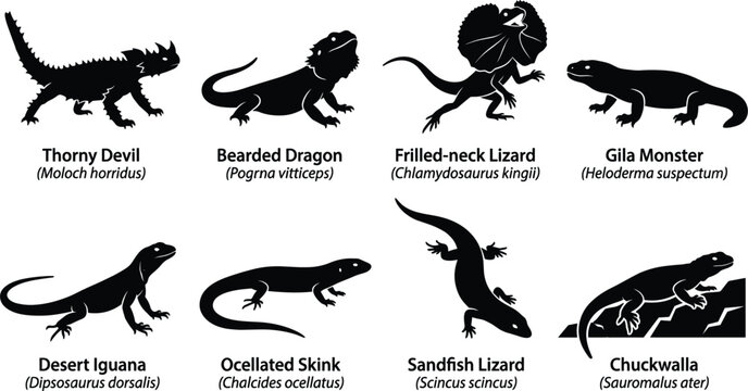 Desert Lizard Species Silhouette Vector Set Featuring Thorny Devil Bearded Dragon Frilled Neck Lizard Gila Monster Skink and Chuckwalla