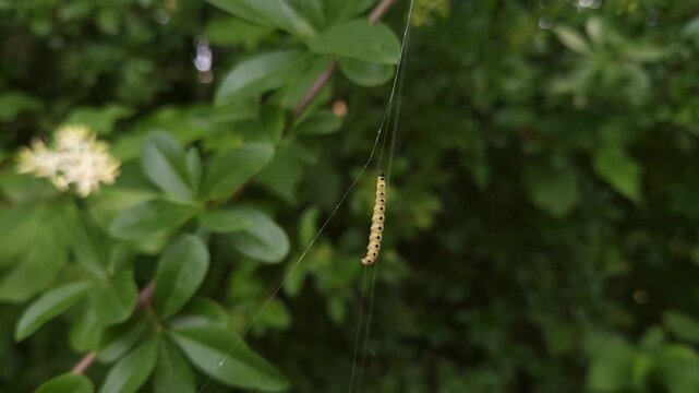 Single silk worm crawling up silk string.