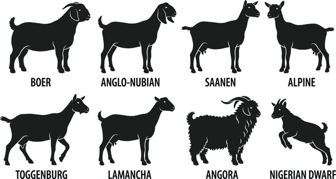 Domestic Goat Breed Silhouette Vector Set Featuring Boer Anglo Nubian Saanen Alpine Toggenburg LaMancha Angora and Nigerian Dwarf Icons