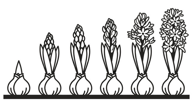 Hyacinth bulb growth stages shown in a sequence from sprout to full bloom, botanical illustration.