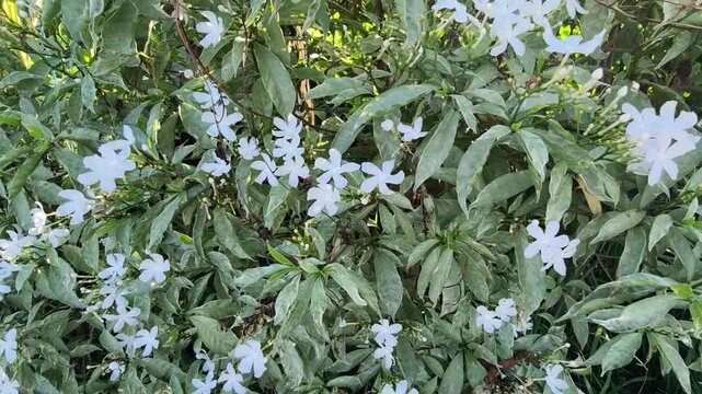 Close up of white crepe jasmine flowers blooming on a lush green bush