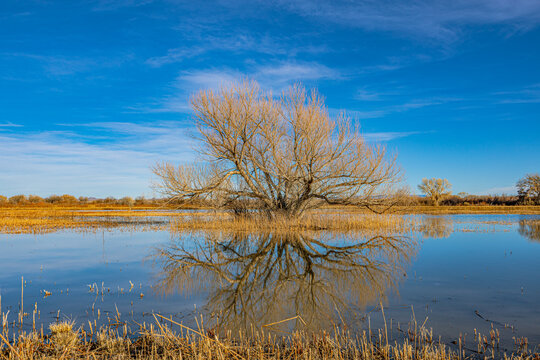 A solitary autumn tree casts a perfect, symmetrical reflection across a glassy wetland pond under a vibrant blue sky at Bosque del Apache.