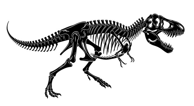 Detailed illustration of a tyrannosaurus rex skeleton against a clean white background for educational use