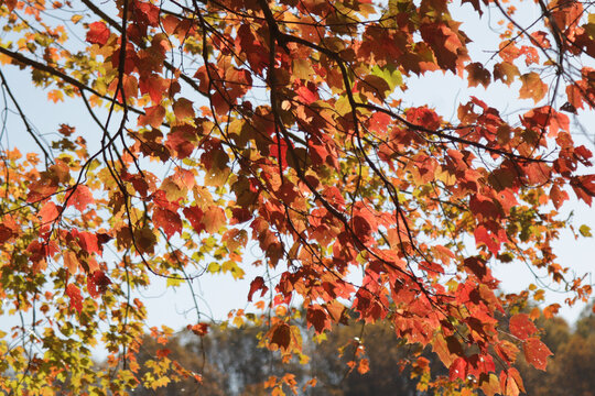 Red leaves on branches, looking at the underside of the tree branches