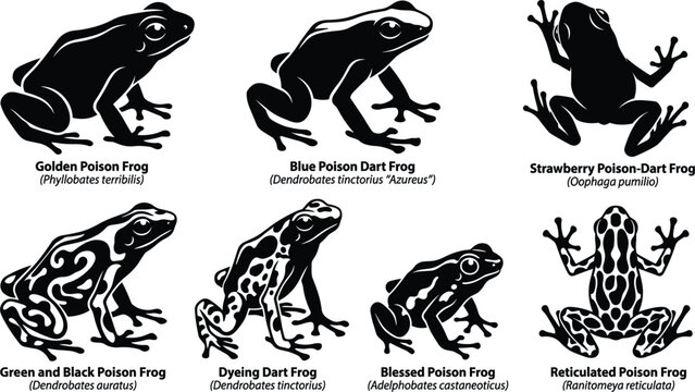 Poison Dart Frog Species Silhouette Vector Set Featuring Golden Blue Strawberry Green Black Dyeing Blessed and Reticulated Frogs