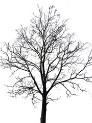Fototapeta premium Leafless bare tree branches silhouette, isolated on a solid white background, vintage style.