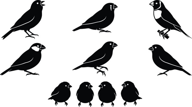 Pet Finch and Small Passerine Songbird Silhouette Vector Set Featuring Zebra Finch Gouldian Finch Java Sparrow and Small Chicks