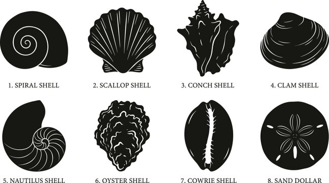 Black Seashell Silhouette Collection Featuring Spiral Scallop Conch Clam Nautilus Oyster Cowrie and Sand Dollar Vector Set