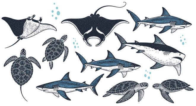 Hand drawn vintage engraving style collection of swimming sharks sea turtles and majestic manta rays in deep ocean.