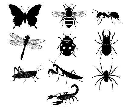 Black Insect Silhouette Icon Set Butterfly Bee Ant Dragonfly Ladybug Beetle Grasshopper Praying Mantis Spider Scorpion