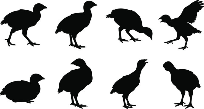 Turkey Bird Silhouette Collection Featuring Realistic Domestic Fowl Poses and Poultry Vector Set