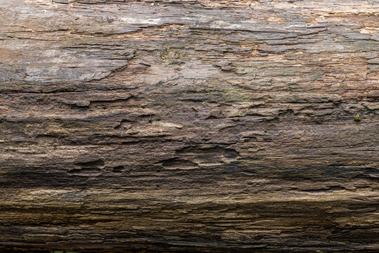 Close Up of Weathered Old Wood Bark Texture Background