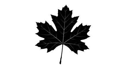 Fototapeta premium Black maple leaf silhouette on white background