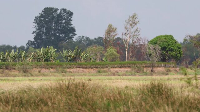 open field under the scorching sun with shimmering heat waves distorting the horizon, strong winds bend and sway trees, vivid scene capturing extreme summer weather, drought, and climate conditions
