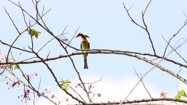 Chestnut-headed bee-eater perched on a branch captures a butterfly in mid-air, then repeatedly beats the prey against the branch, ideal for wildlife, nature, and predation concepts, branch swipe
