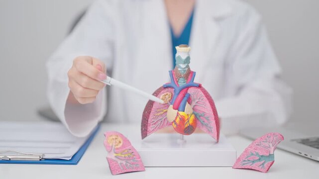 Doctor with Respiratory system anatomy for Diseases. Lung Cancer, Asthma, Chronic Obstructive Pulmonary or COPD, Bronchitis, Emphysema, Cystic Fibrosis, Bronchiectasis, Pneumonia and Pleural Effusion