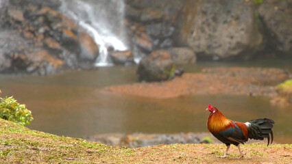 Colorful Rooster Standing Near a Tropical Waterfall in Palau © blueringmedia