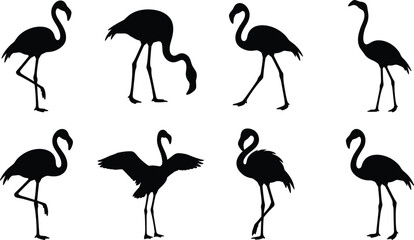 Obraz premium Flamingo Silhouette Collection with Standing Walking Feeding and Wing Display Bird Poses