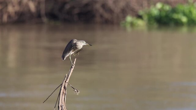 Chinese pond heron perches on a branch by the river, looking for prey in the water, scratching its neck with its beak, opens its beak wide and yawns, waterside habitat