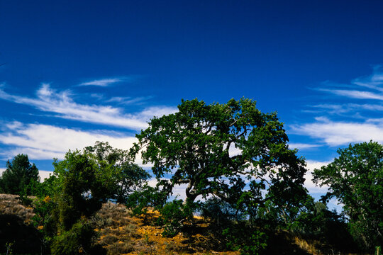 a exterior picture of an Oregon Oak Tree in the Pacific Southwest