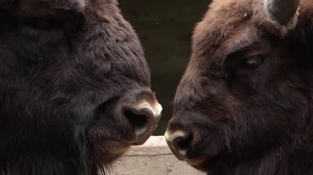 Two massive european bisons facing each other close up portrait