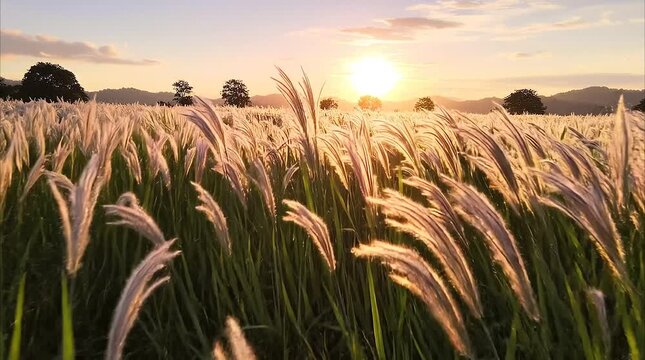 White pampas grass field waving in wind during golden hour sunset with bright sun flare, representing peaceful nature, rural landscape, freedom, and tranquil autumn evening concept