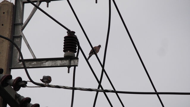 Pigeon sitting on an electric pole and power line 