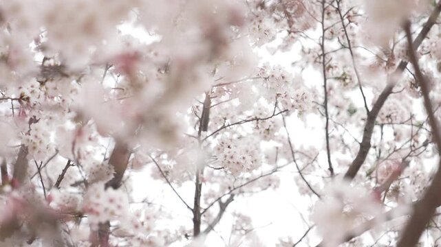 blooming cherry tree