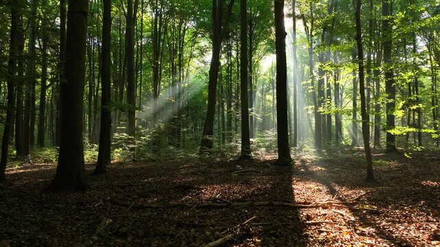 Aerial footage of sunny morning in green forest
