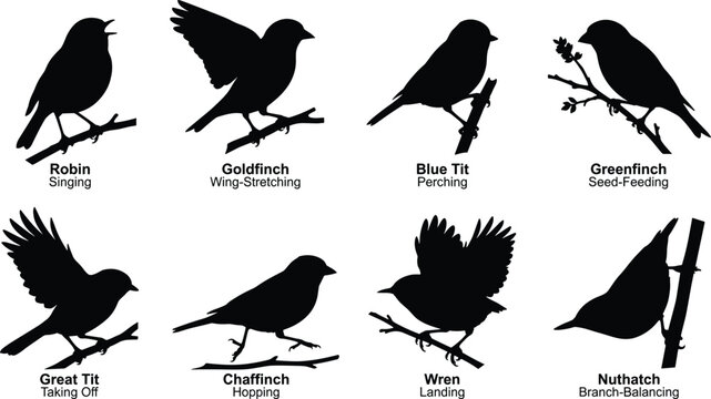 Garden Songbird Silhouette Vector Collection Featuring Perching Flying Singing and Feeding Wild Birds on Branches