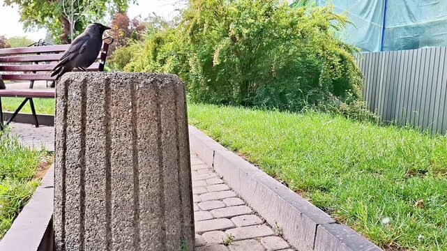 A black crow perches on a textured concrete post beside a paved park walkway, watching its surroundings as green grass and trees create a calm outdoor setting in natural daylight