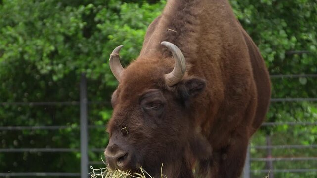 Massive european bison eating hay outdoors close up portrait