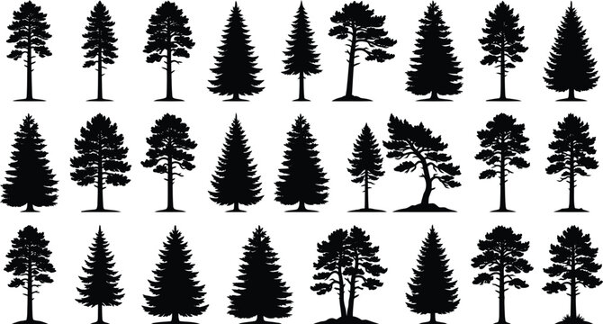 Pine tree silhouettes set for forest landscapes on transparent background, detailed evergreen vector illustration.