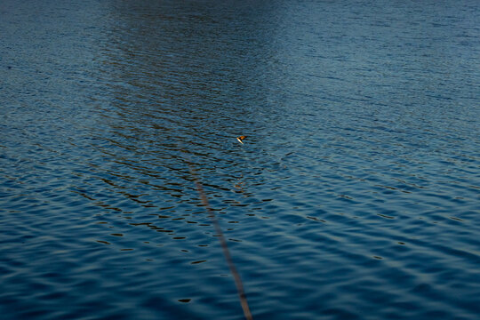 A swift swallow skims low above deep blue lake water during quiet morning. Ripples pattern the surface and a fleeting glint marks the bird as it hunts insects just above the waves.