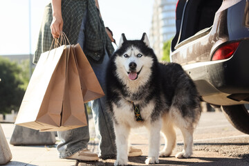 Person with shopping bags and husky dog near car trunk © Pixel-Shot