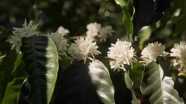 White coffee flowers blooming among green leaves in tropical coffee plantation. Natural agricultural scene with healthy coffee trees in organic farm environment.